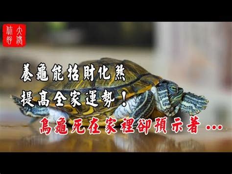 家裡出現烏龜|【家裡突然出現烏龜】家裡突然出現烏龜：吉兆臨門，福氣連綿！